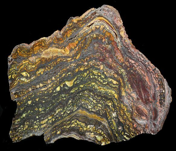 Polished Tiger Iron Stromatolite - ( Billion Years) #42618